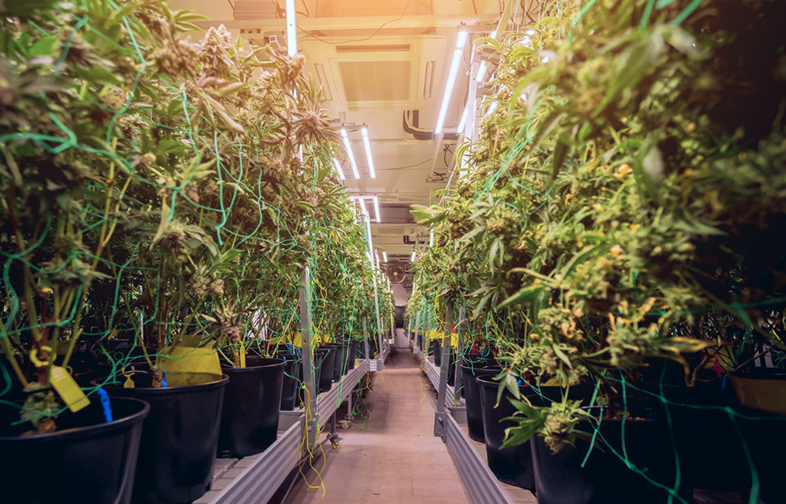 Farma PlantMe